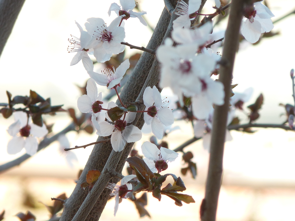 No s'ha trobat l'arxiu